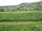 Banana plantation, St. Lucia