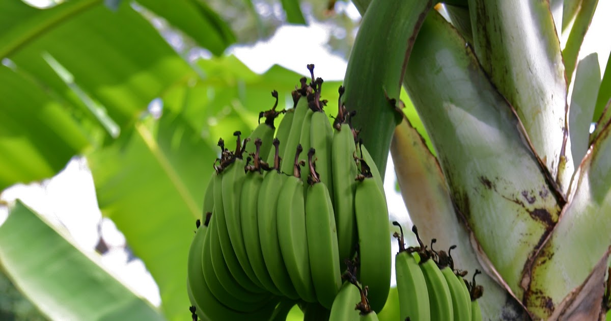 Tropical Rainforest Rainforest Producers