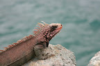 Iguana on the rocks, ready for his close up