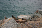 Iguanas on the rocks