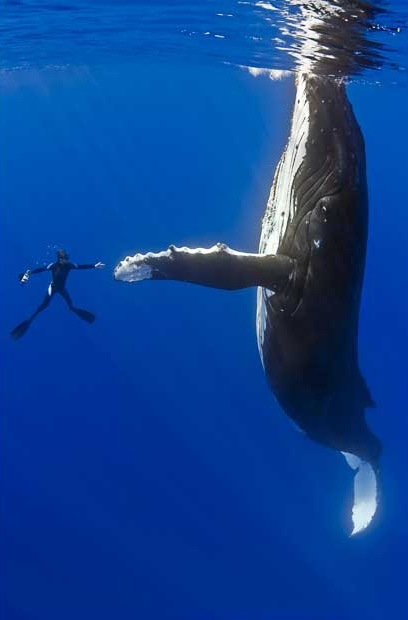 [whale1_1465041i[12].jpg]