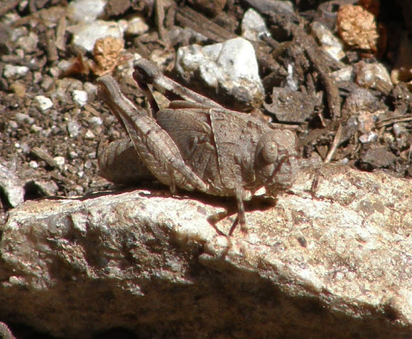 Spotting Image 1