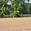 DSC_0231.JPG