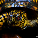 Eastern Box Turtle
