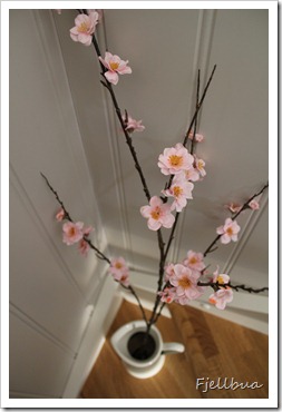 IMG_5567 IMG_5567