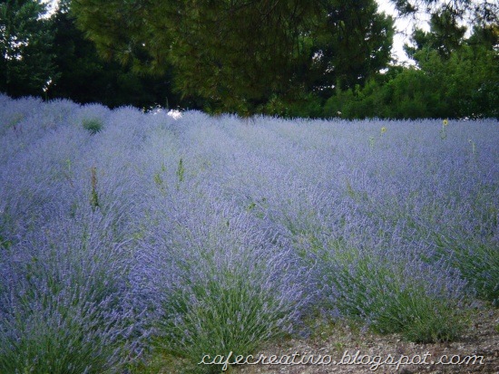 [Lavanda69.jpg]