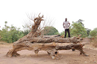 Tree Defeated Someone felled this vine covered tree a long time ago, and surprisingly left it to sit rather than cutting it up for the open fire cook stoves or for baking bricks. It is just outside Kalolo, the head village for our area that is named after the local king who resides there.