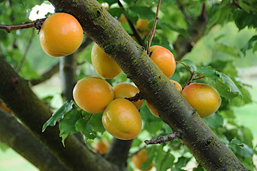 The Apricot Farm