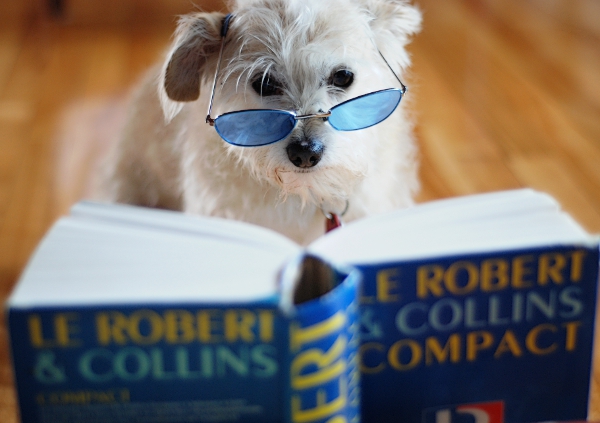 sagesse,chien,livre,nikon,wisdom