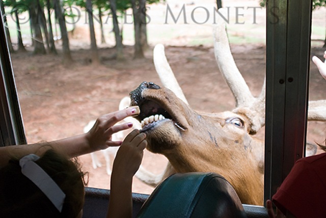 Elk mouth blog