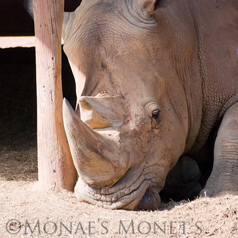 Rhino blog