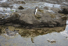 Pinguin in Curio Bay