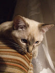 Кошка Элис