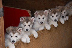 [puppies[3].jpg]