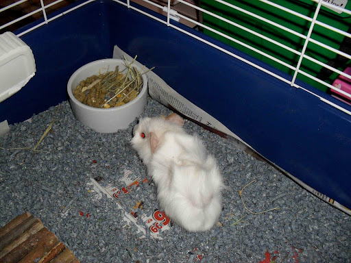 guineapig sicky poo and blood discharge guineapig