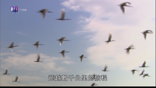 0228145946DVB-T公共電視 Hi_HD.jpg