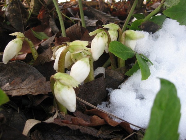 2009-01-25 Hagen (11)