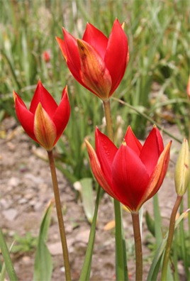 tulipa-sprengeri2