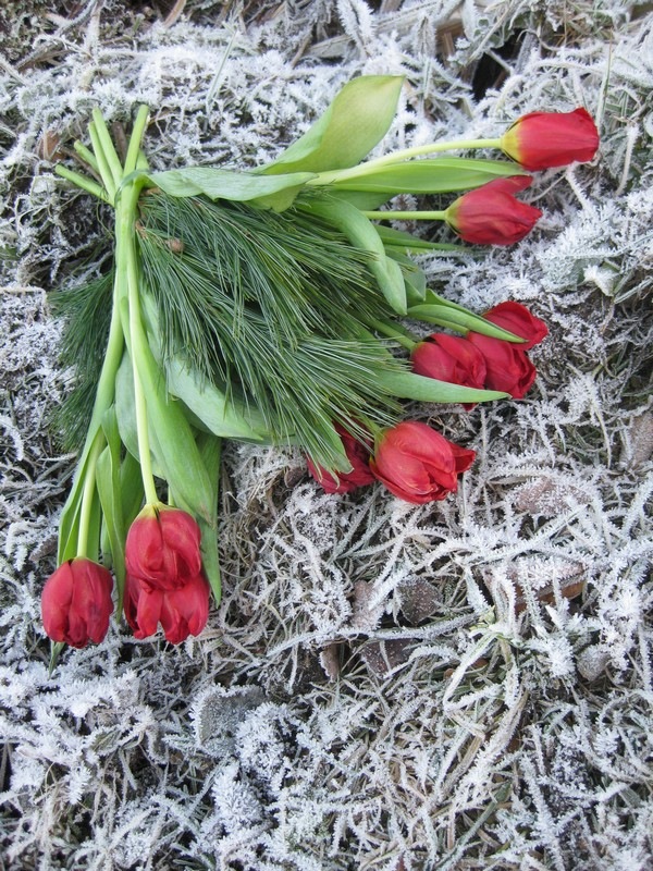 [2008-12-26 Tulipaner på komposthaugen (2)[2].jpg]