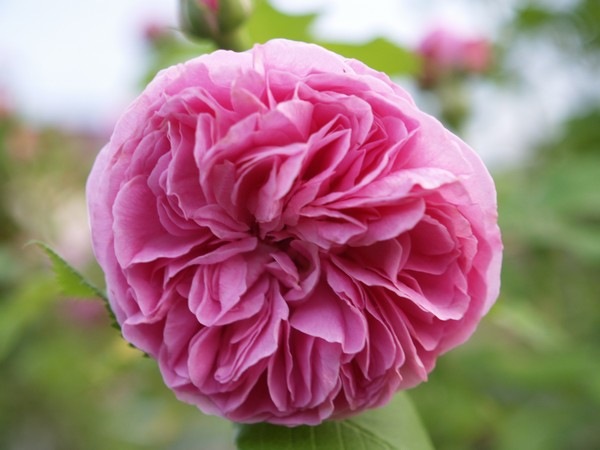 P7042844 Rosa 'Louise Odier'