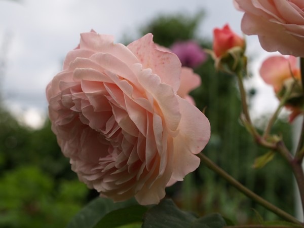 P7303889