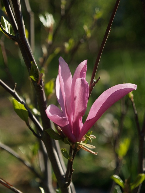 2010-05-24 Hagen (27)