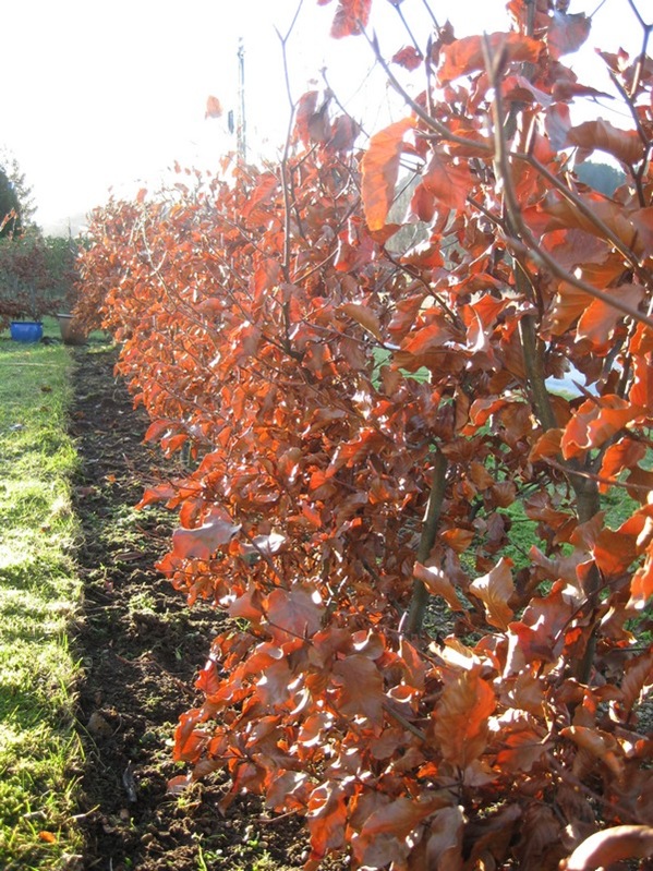 2008-12-24 Bøkehekken (4)