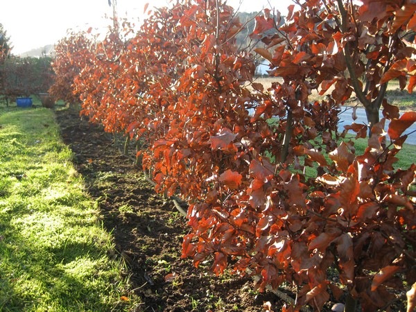 2008-12-24 Bøkehekken (5)