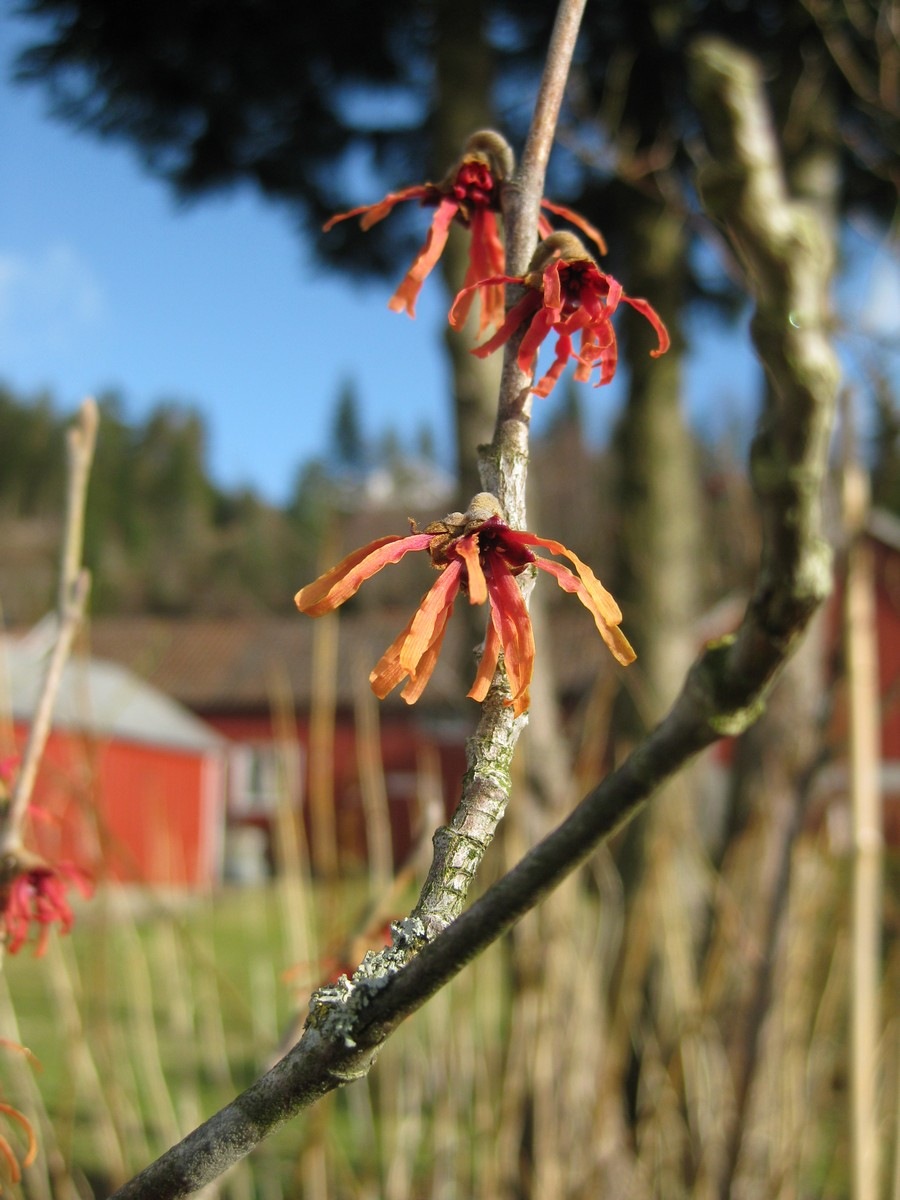 [2009-03-08 Hagen i mars (10)[2].jpg]