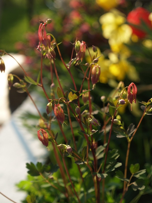 2009-04-30 April (65)