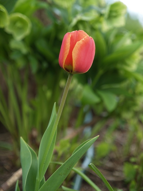 2009-05-07 Mai (4)