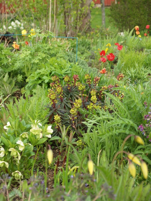 2009-05-07 Mai (88)