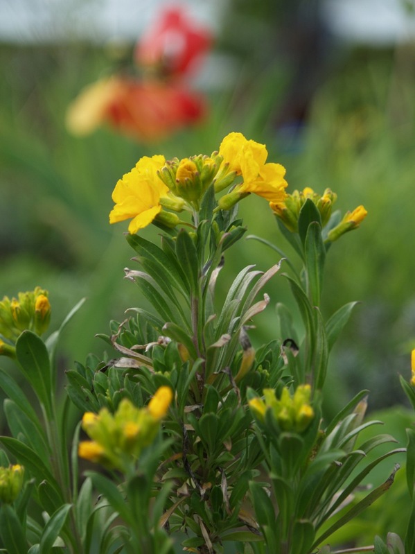 2009-05-07 Mai (15)