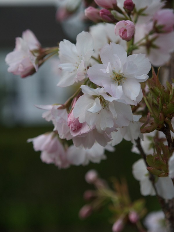 2009-05-07 Mai (49)