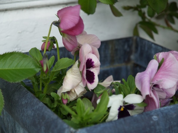 2009-05-07 Mai (119)