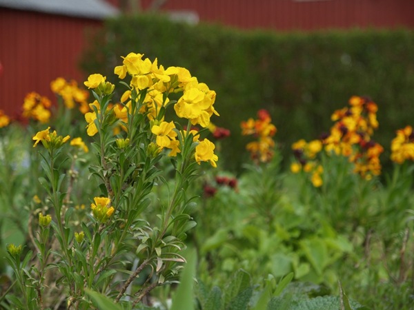 2009-05-10 Gyldenlak (39)