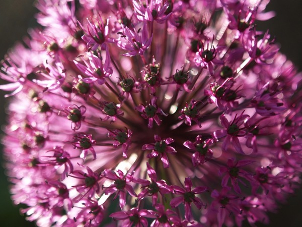 2009-05-29 (60)