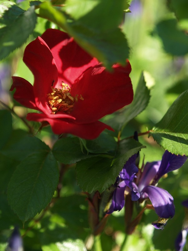 2009-06-01 (46)