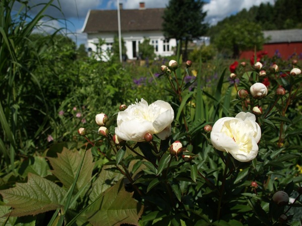 2009-06-18 Hagen (66)