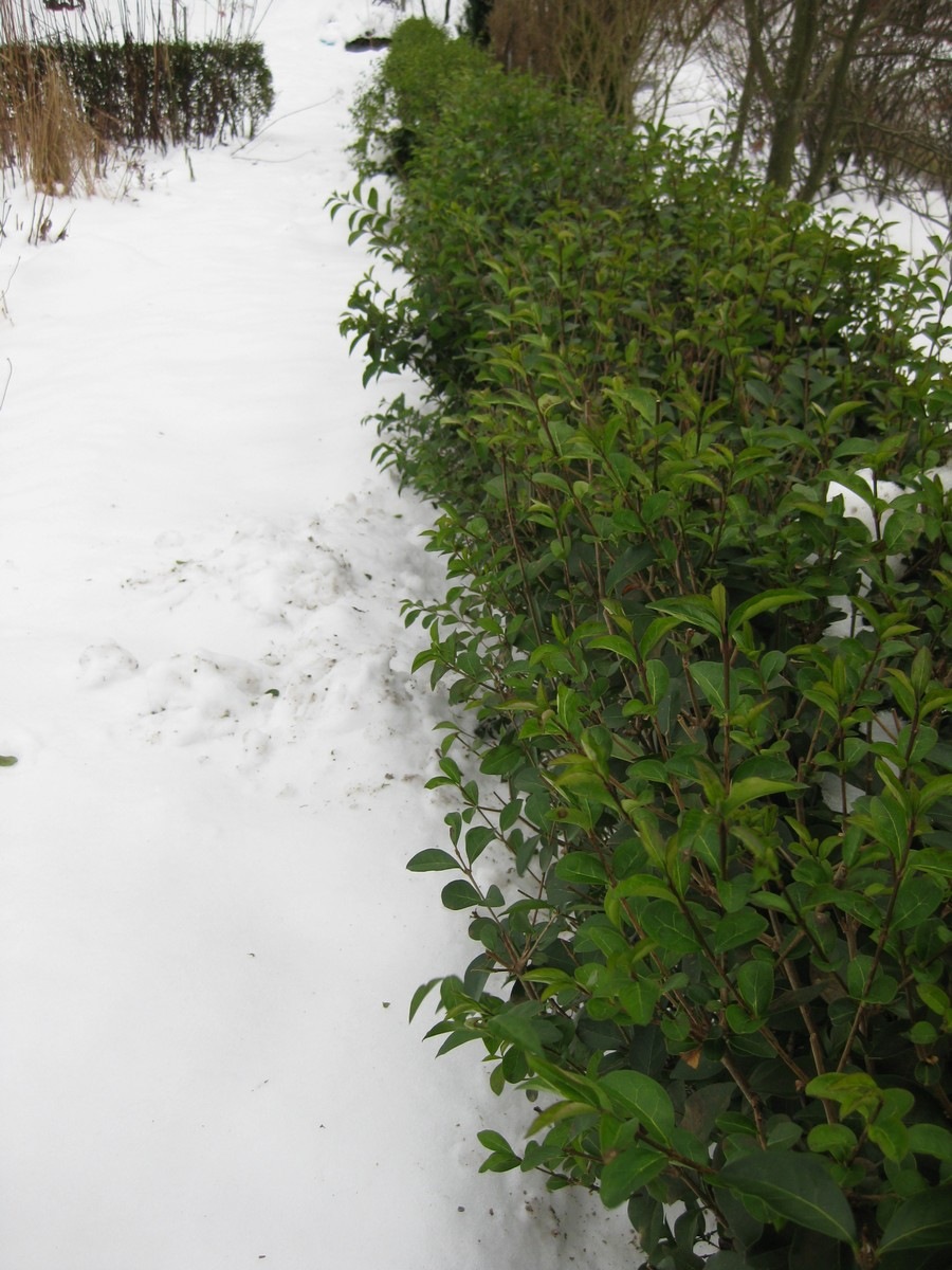 [20091225Hagen202.jpg]