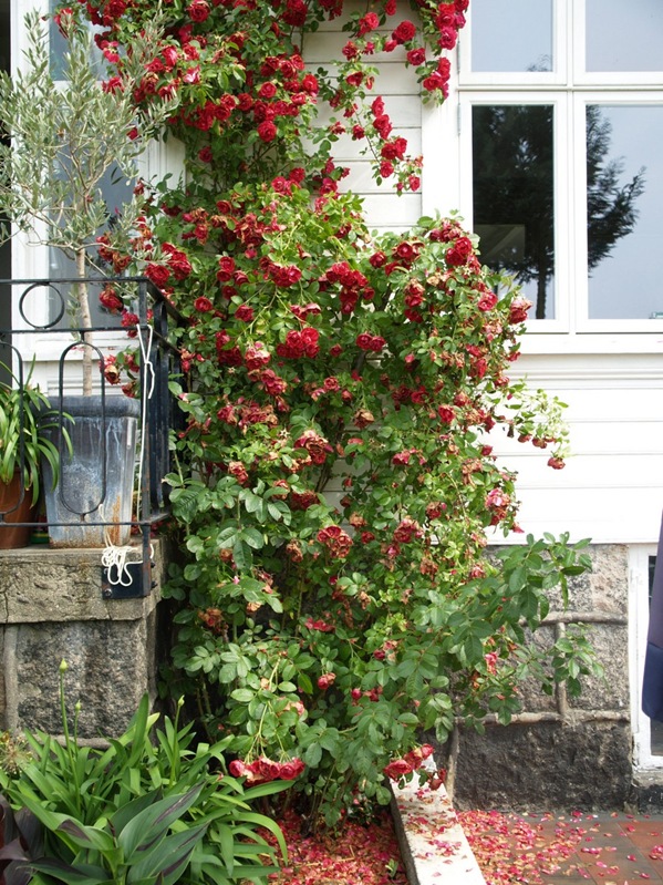 2010-07-21 Rosa 'Flammentanz' 2010-07-21 Rosa 'Flammentanz'