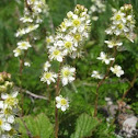 Partridgefoot