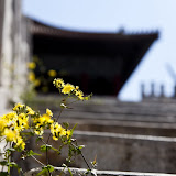 春临玉渊潭