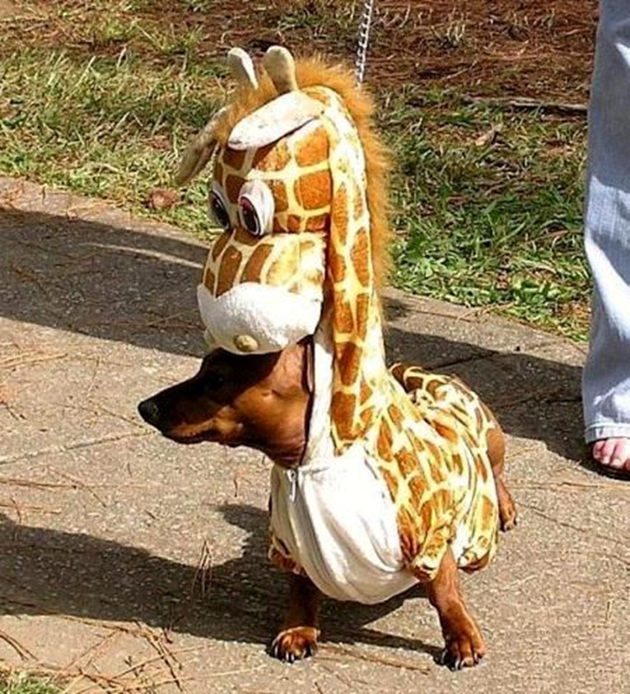 [giraffe-wiener-dog[5].jpg]
