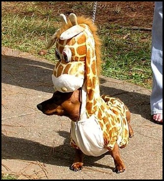 giraffe-wiener-dog