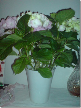 DSC00044 DSC00044