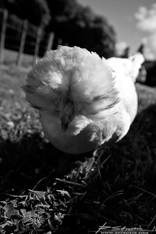 IMG_4711_BW.jpg