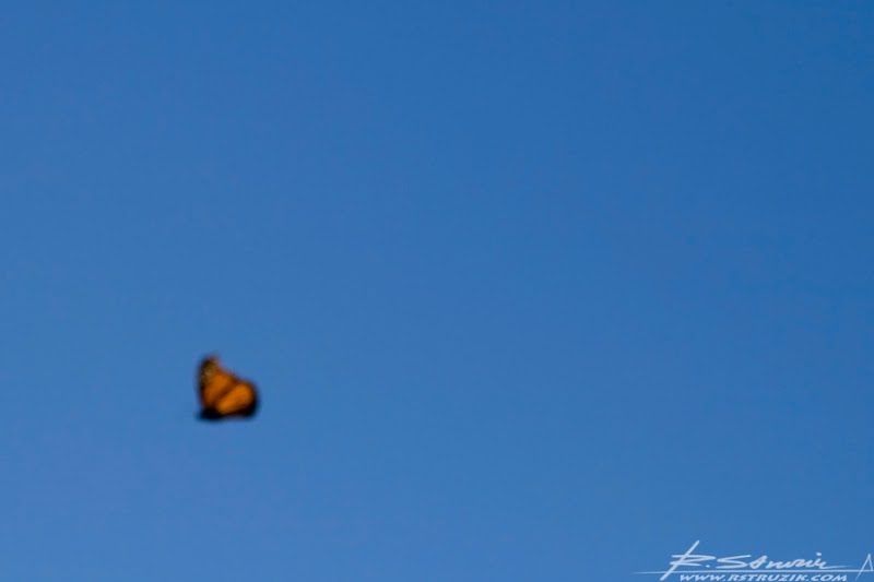 IMG_2514.jpg
