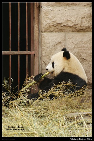 [bejing2843.jpg]