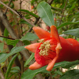 Macro